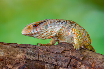 The Tiliqua scincoides scincoides, or eastern blue-tongued lizard