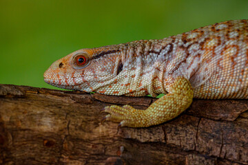 The Tiliqua scincoides scincoides, or eastern blue-tongued lizard