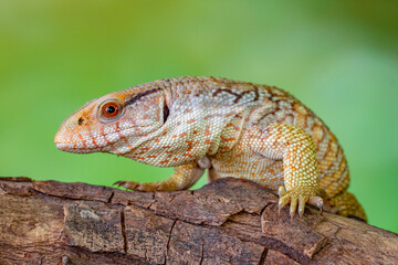 The Tiliqua scincoides scincoides, or eastern blue-tongued lizard