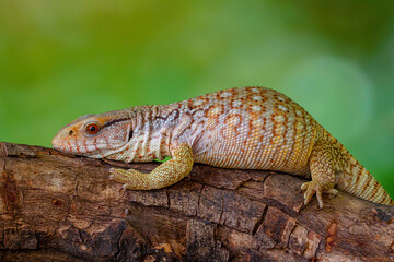 The Tiliqua scincoides scincoides, or eastern blue-tongued lizard