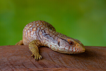 The Tiliqua scincoides scincoides, or eastern blue-tongued lizard