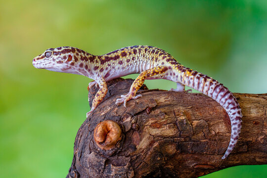 The leopard gecko or common leopard gecko (Eublepharis macularius)