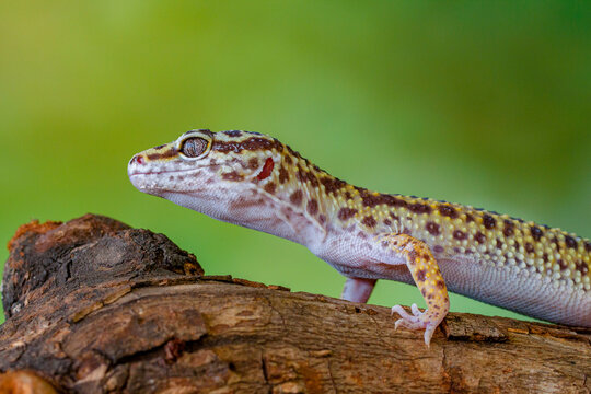 The leopard gecko or common leopard gecko (Eublepharis macularius)