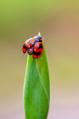 Six-spotted Zigzag Ladybird (Cheilomenes sexmaculata) 