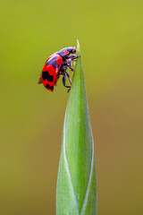 Six-spotted Zigzag Ladybird (Cheilomenes sexmaculata) 