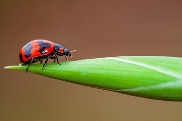 Six-spotted Zigzag Ladybird (Cheilomenes sexmaculata) 