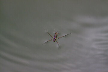 The water strider (also known as the pond skater) is a true bug, an insect of the family Gerridae. It can run across the surface of water