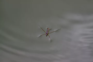 Fotobehang The water strider (also known as the pond skater) is a true bug, an insect of the family Gerridae. It can run across the surface of water © lessysebastian
