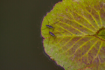 The water strider (also known as the pond skater) is a true bug, an insect of the family Gerridae....