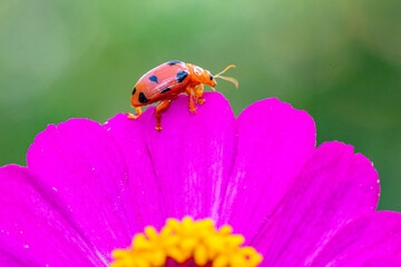 Coleomegilla maculata, commonly known as the spotted lady beetle, pink spotted lady beetle or twelve-spotted lady beetle