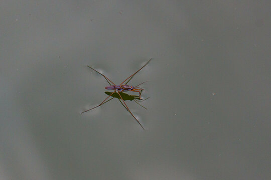 The water strider (also known as the pond skater) is a true bug, an insect of the family Gerridae. It can run across the surface of water