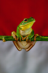 The white-lipped tree frog (Nyctimystes infrafrenatus) is a species of frog in the subfamily Pelodryadinae