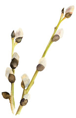 willow branch. fluffy buds. watercolor spring branches © AkiAna