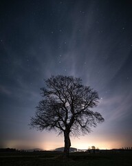 Fototapeta na wymiar tree in the night