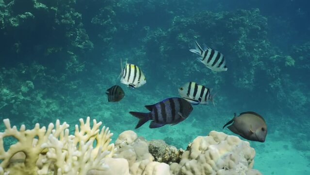 Sergeant fishes floats on cleaning station, Slow motion. Group of of Indo-Pacific sergeant (Abudefduf vaigiensis) swims on coral reef at cleaning station, Cleaner fish clean them from parasites 