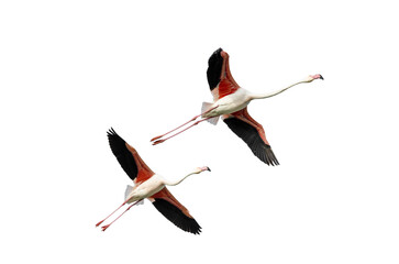 flight of free flamingos on transparent background