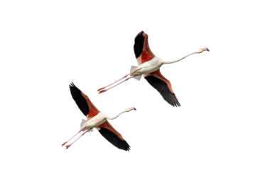 flight of free flamingos isolated on transparent background