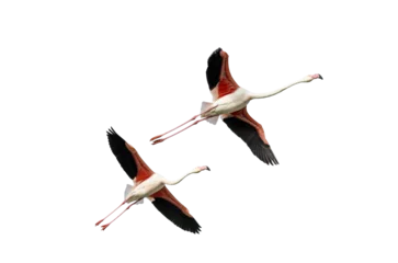 Foto op Canvas flight of free flamingos on transparent background © Jean Isard