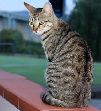 getigerte Katze, Tigerkatze 