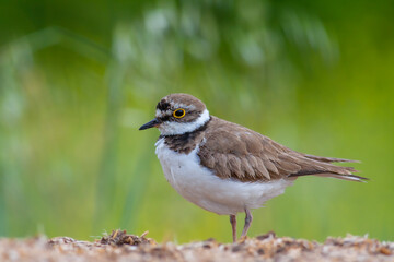 bird on the grass, Little Ringed Plover, Charadrius dubius