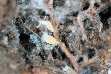 Sugarbeet root aphid, beet root aphid, Pemphigus fuscicornis. A species of aphids, a pest of crop plants that lives on the roots of plants in the soil. Insects produce waxy white, blue releases.