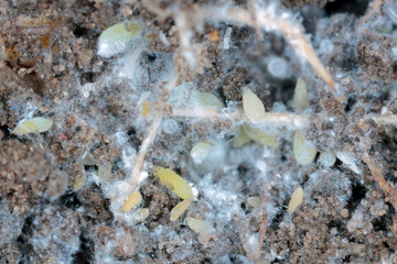 Sugarbeet root aphid, beet root aphid, Pemphigus fuscicornis. A species of aphids, a pest of crop plants that lives on the roots of plants in the soil. Insects produce waxy white, blue releases.