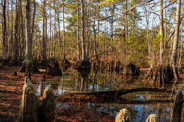 A bald cypress tree forest growing in the First Landing State Park in Virginia. Here they are shown on a Winter Day where their reflections show clearly in the water surrounding them. 