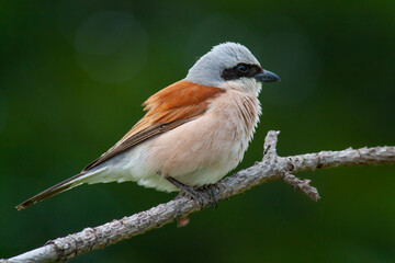 bird looking around  in woodland, Red-backed Shrike, Lanius collurio
