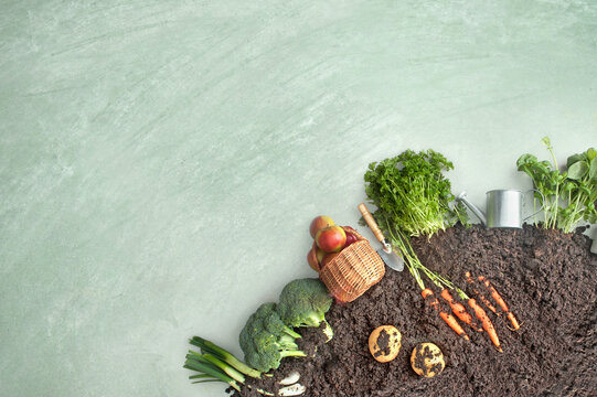 Organic fruit and vegetable garden patch