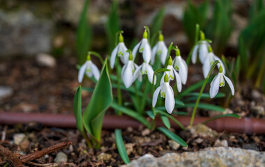 White blooming flowers of the Galanthus plant