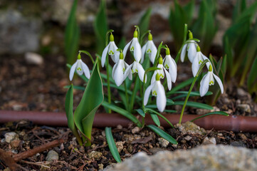 White blooming flowers of the Galanthus plant
