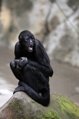 驚いた表情を見せるジェフロイクモザル