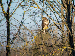 Common buzzard is looking for prey