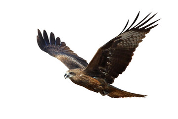 Bird of prey Black kite (Milvus migrans) flying on transparent background png file