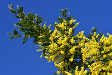 Mimosa tree in bloom (Acacia Dealbata). Beautiful branches of yellow mimosa flower against the blue sky. The flowering branch of the mimosa is offered to women on March 8 on International Women's Day.