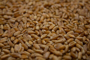 Whole wheat grains lie in the background top view. Brown grains of wheat create a beautiful background. Wheat is the grain for making bread.