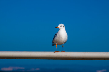 Seagull in Kunming