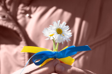 Woman holds in hands bouquet of daisies with blue yellow bow, colors of National Ukrainian Flag....