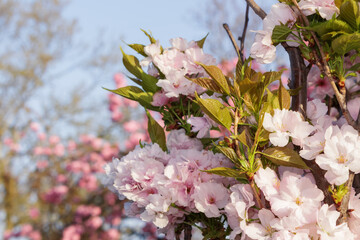 pink apple blossom. decorative tree in morning light. springtime season wallpaper