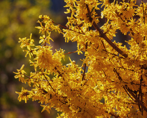 forsythia blossom in the garden. closeup nature background