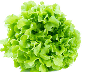 The Green oak lettuce leaves on white background