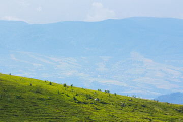 countryside scenery with meadow in mountains. grassy rolling hills beneath a cloudy sky