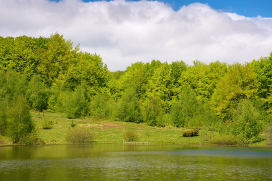 landscape with forest lake. forest reflecting in the water surface. sunny weather in spring