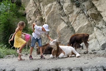 Girl in yellow dress raised her leg waving away flies and teenage boy gently stroked calf lying on plateau by mountain wall