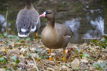 Gans