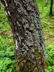 runk of an old tree covered with lichen