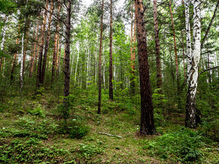 beautiful mixed forest in the southern Urals