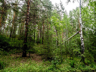 Obraz premium beautiful mixed forest in the southern Urals