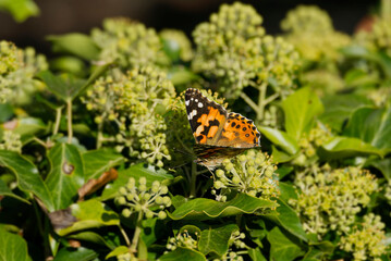 Painted Lady (Vanessa Cardui) Butterfly perched on hedge (hedera helix) in Zurich, Switzerland