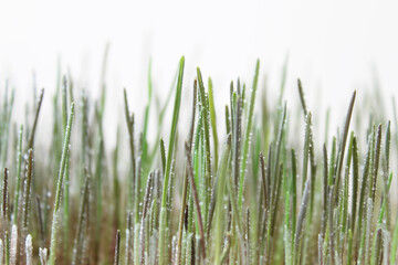 green rye with whater drops 